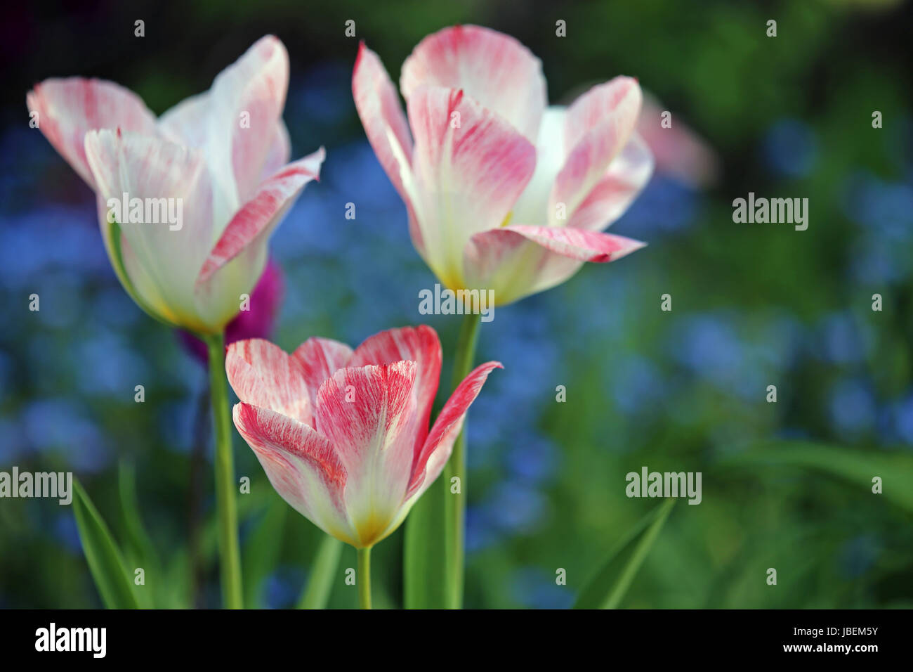 Tulipes dans un délicat rose et blanc Banque D'Images