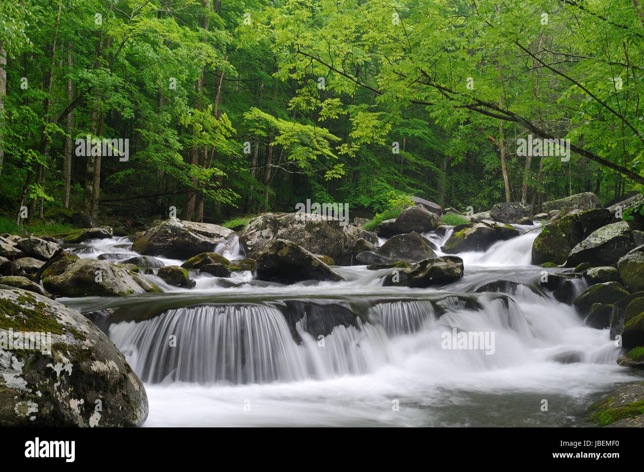 Grande Cascade dans la broche du milieu de la Petite Rivière Pigeon dans Tremont de Great Smoky Mountains National Park, California, USA à la mi-mai. Banque D'Images