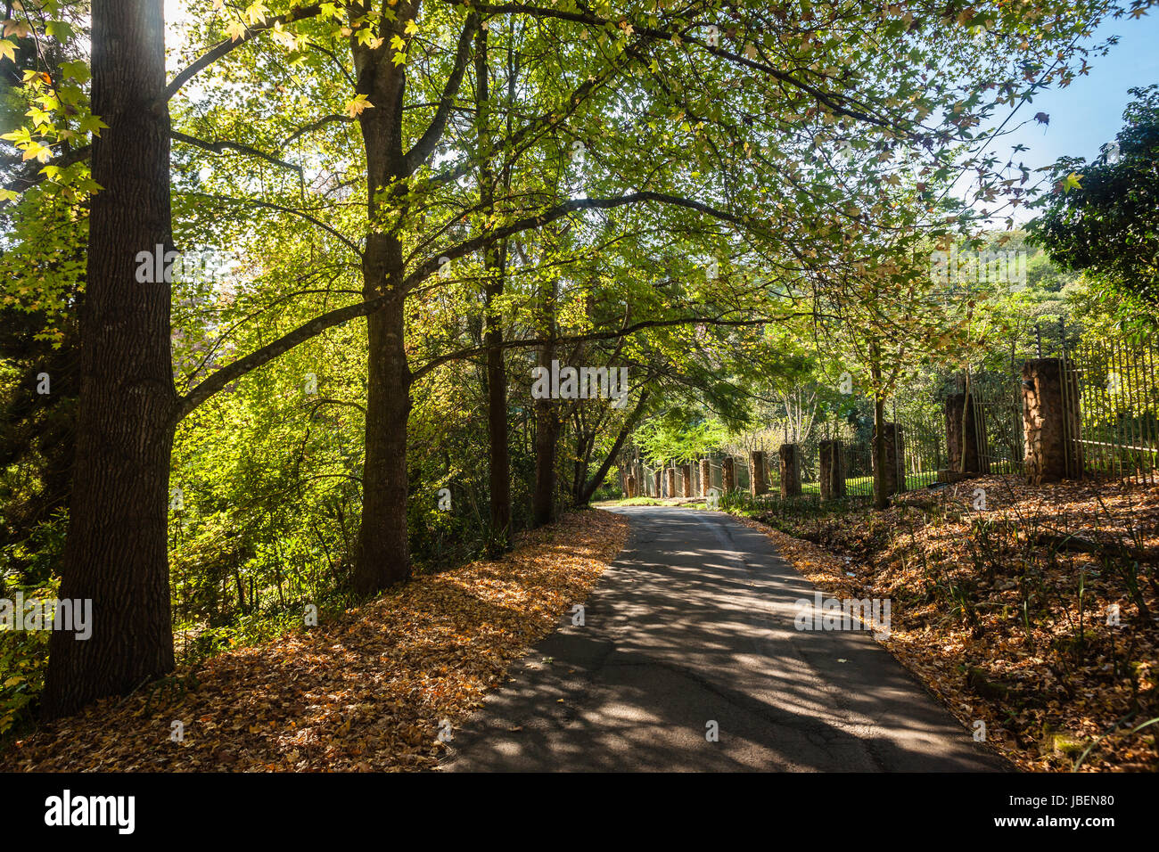 Arbres dans le changement de la saison de l'été à l'automne avec contrats de couleur sur les route de campagne en milieu rural. Banque D'Images