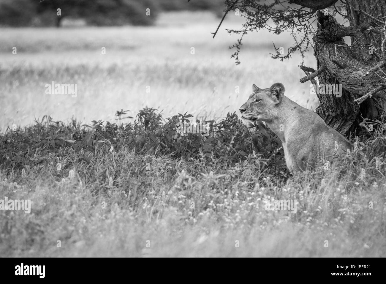 Lion assis dans l'herbe haute en noir et blanc dans le central kalahari, Botswana. Banque D'Images