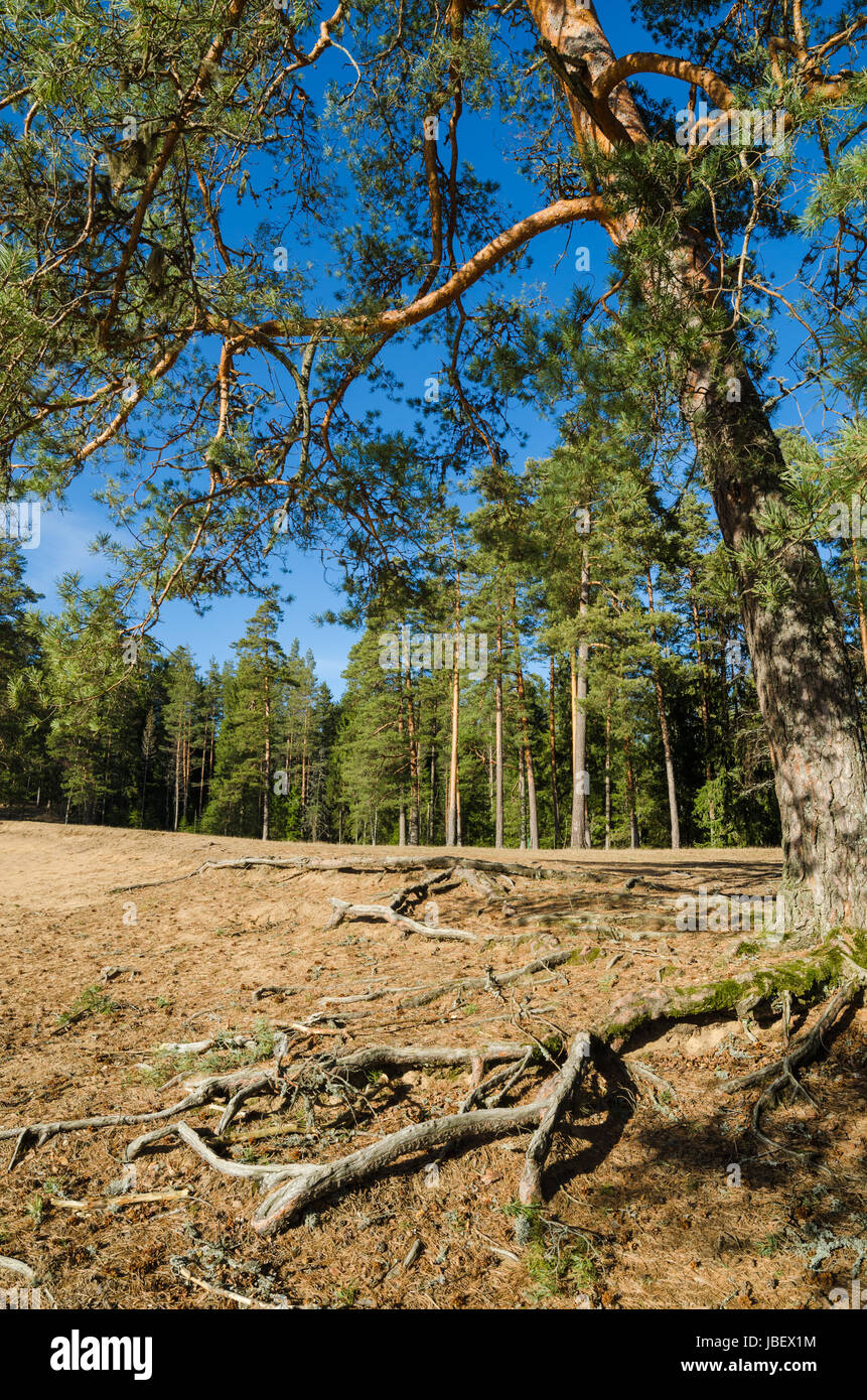 Paysage de printemps dans un bois de la Baltique Banque D'Images