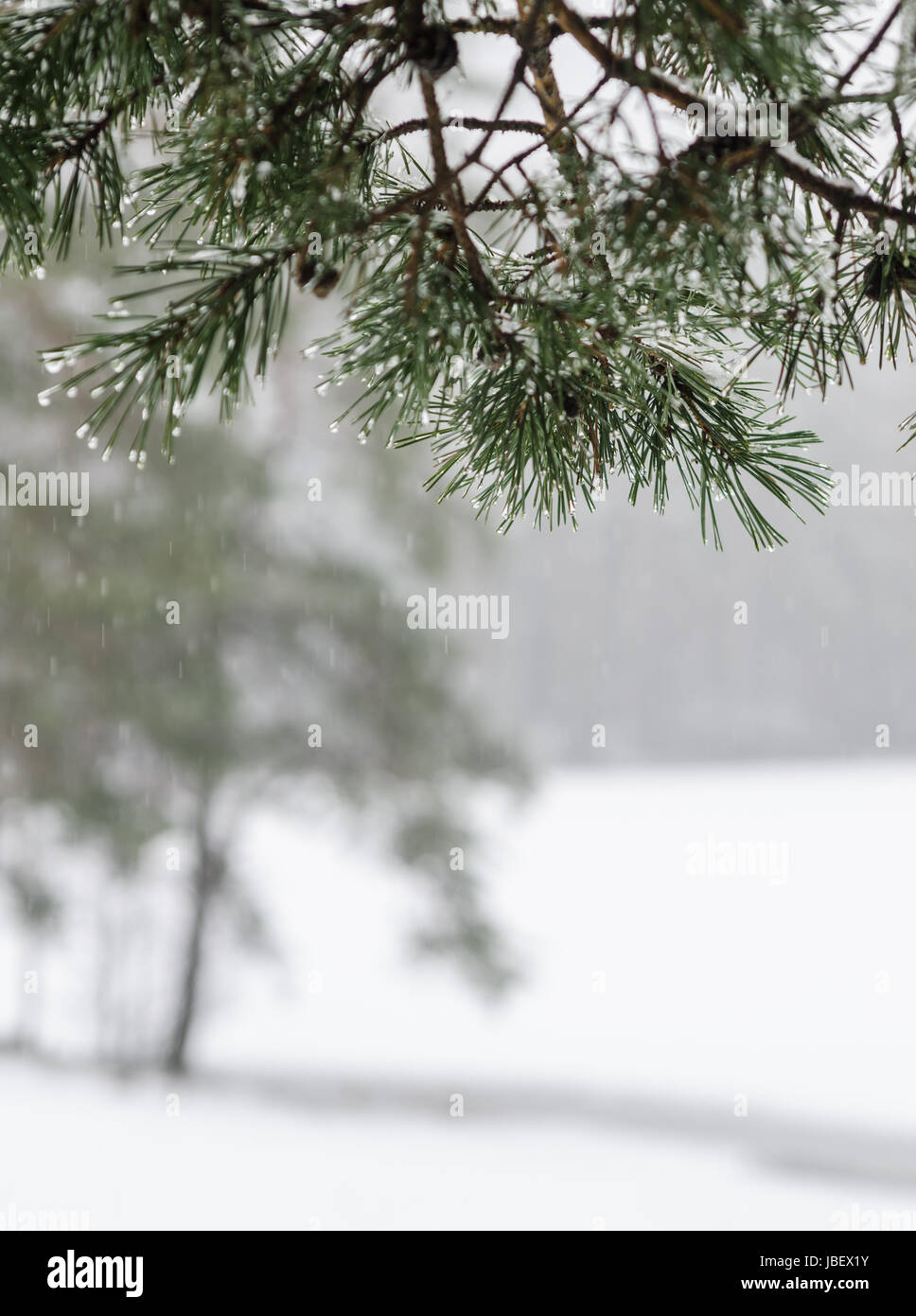 Branche d'un pin avec gouttes d'eau. Jour de neige hiver Banque D'Images