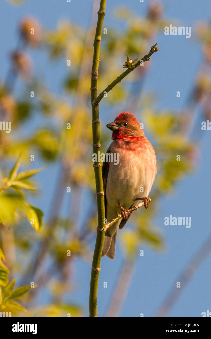 Commune de mâle rosefinch Carpodacus erythrinus ou scarlet rosefinch chantant dans un arbre Banque D'Images