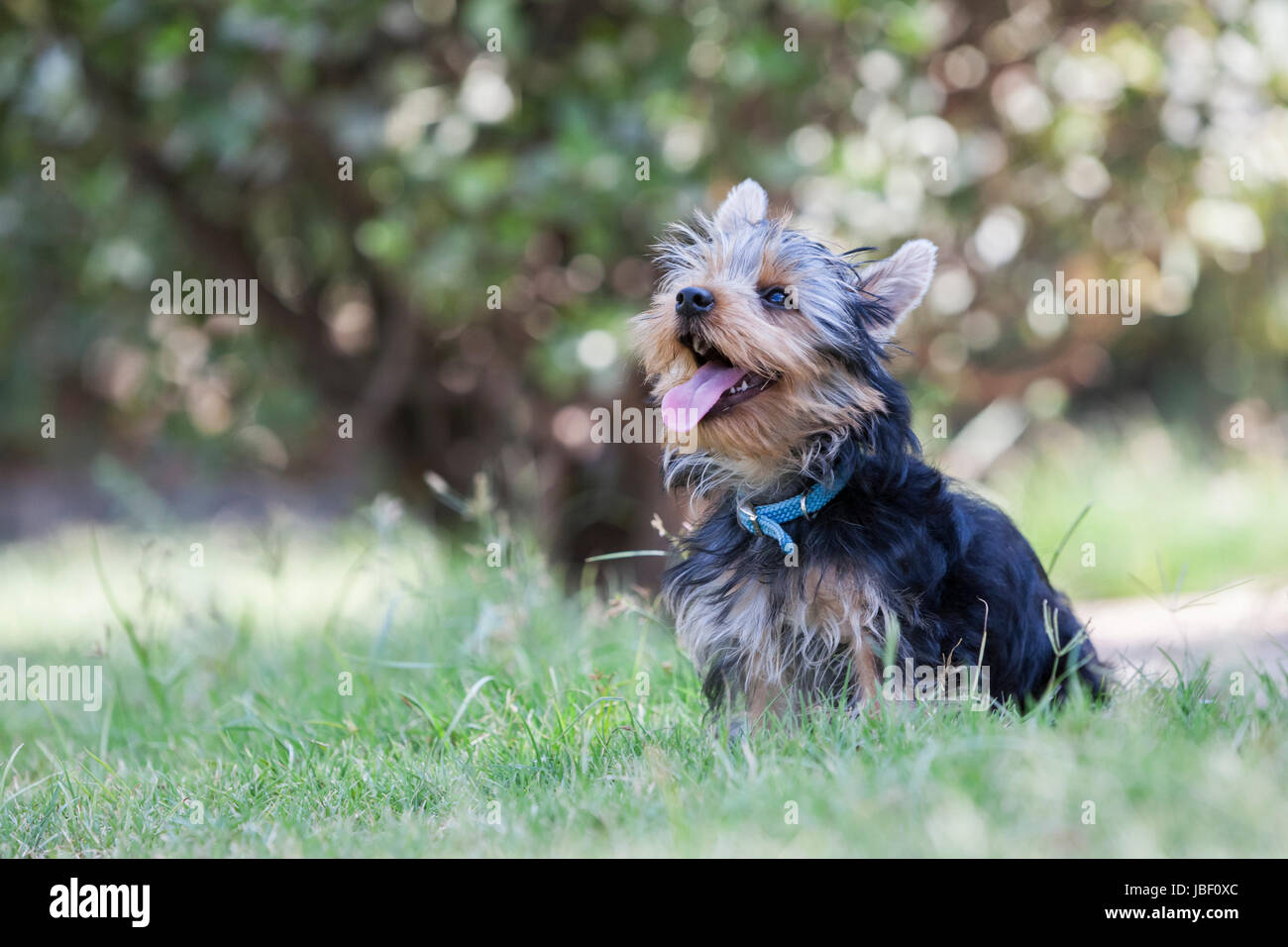 Chien Yorkshire Terrier Banque D'Images