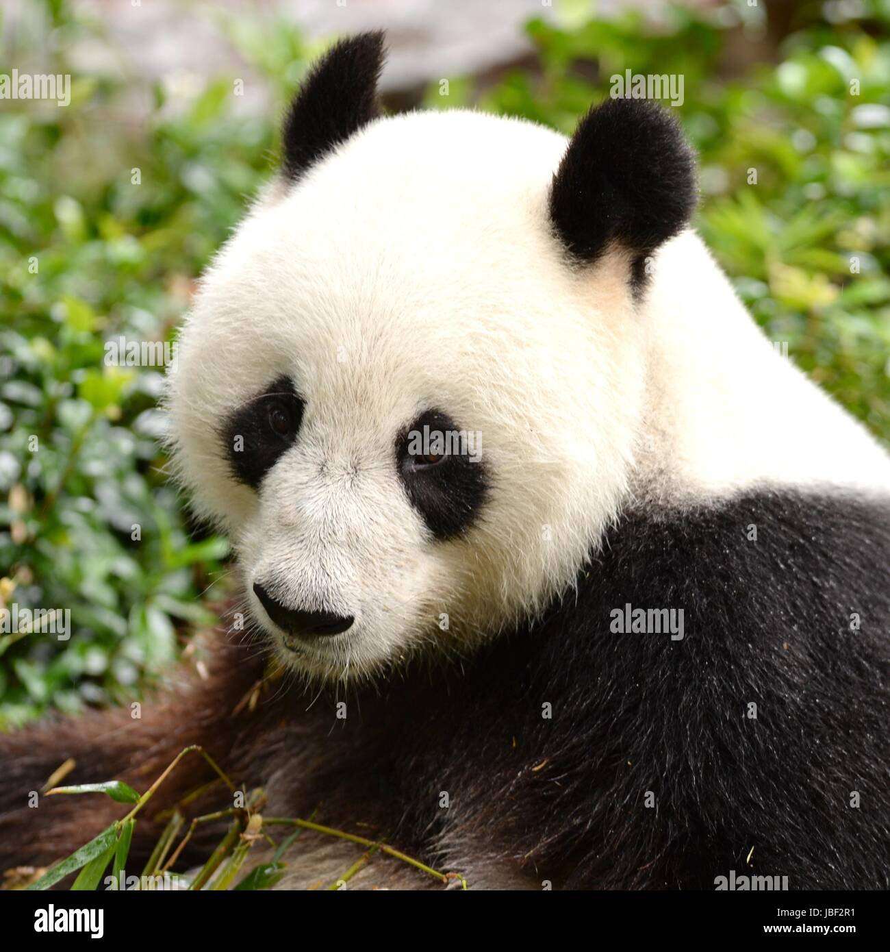 Un gros plan d'un panda géant Banque D'Images