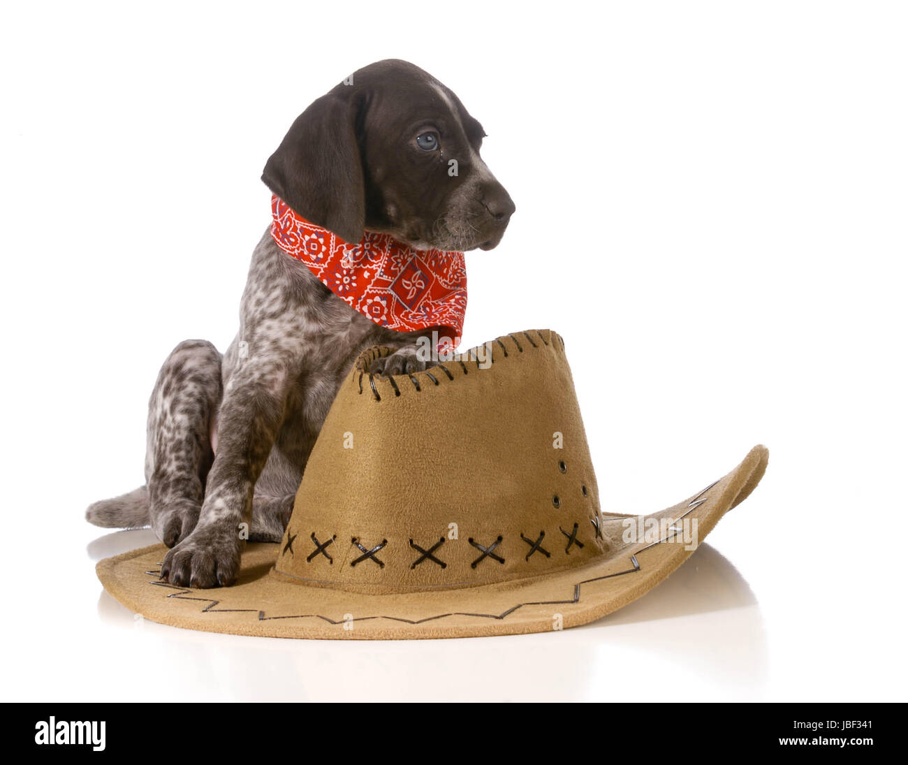 Pays - chien braque allemand assis avec western hat isolé sur fond blanc Banque D'Images