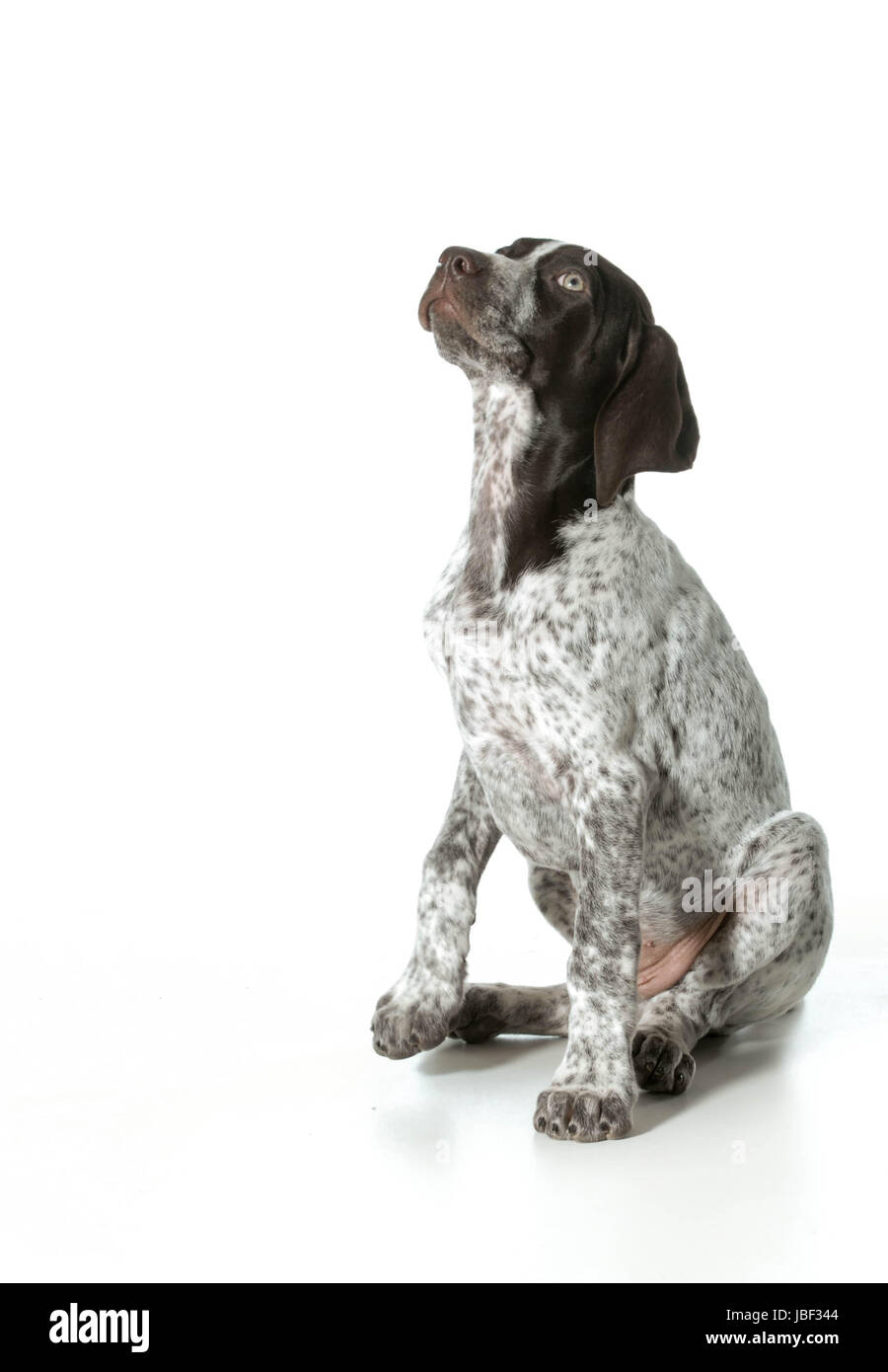 Braque allemand chiot jusqu'à isolé sur fond blanc Banque D'Images