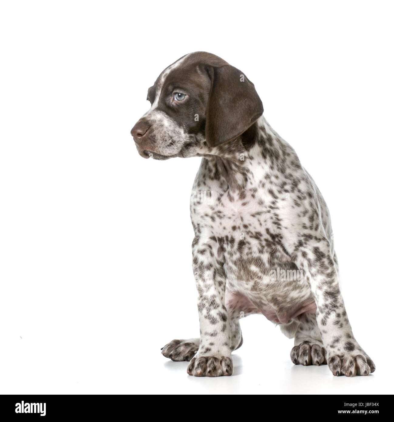 Braque allemand puppy sitting isolé sur fond blanc Banque D'Images