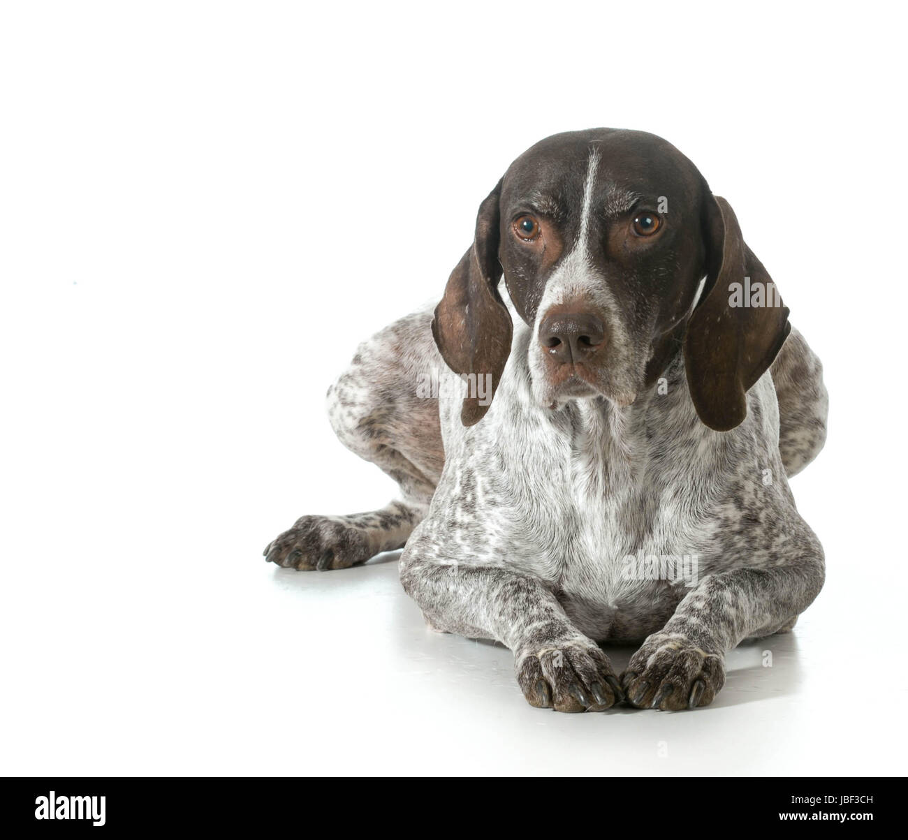 Chien senior - braque allemand isolé sur fond blanc Banque D'Images