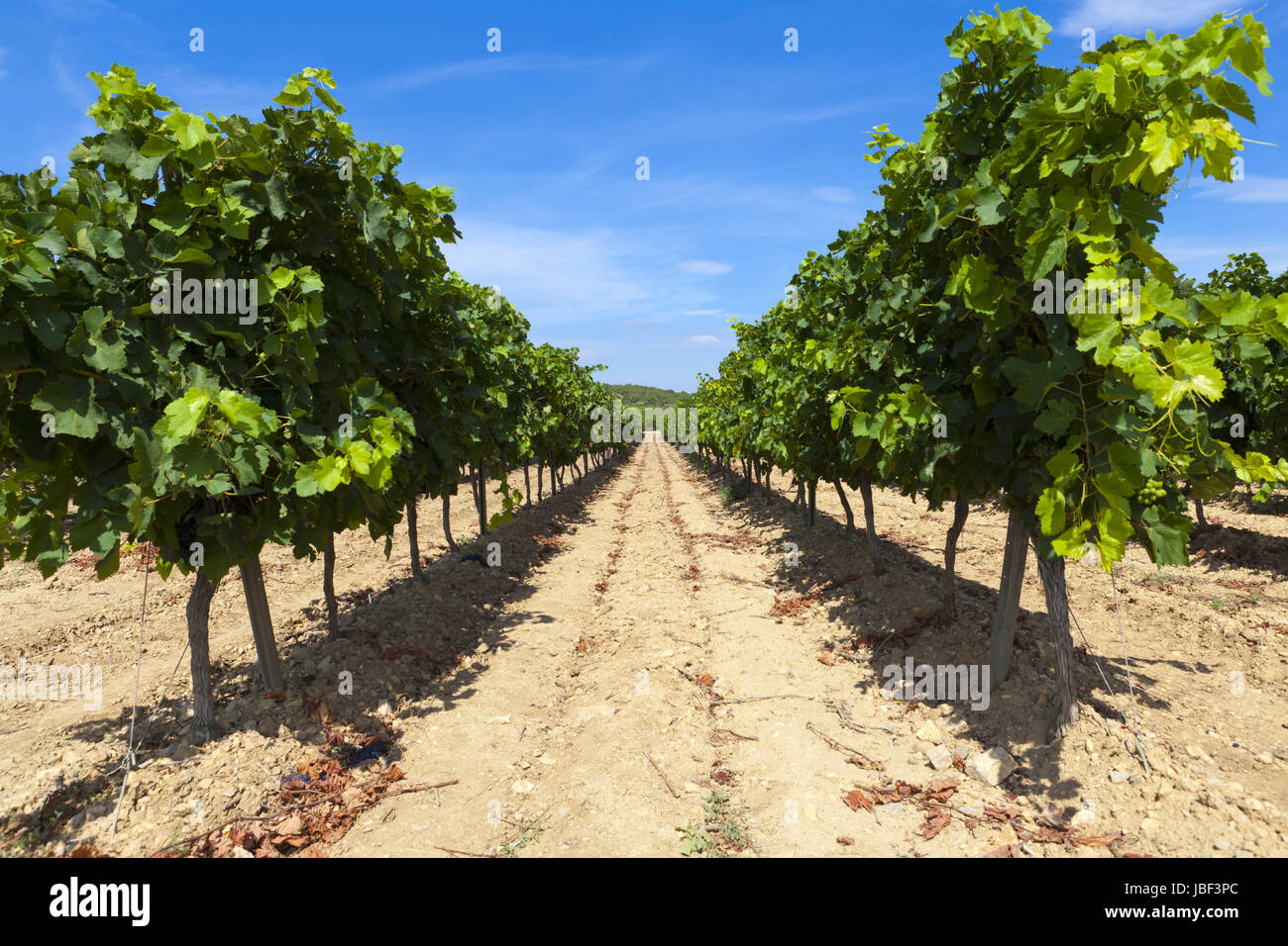 Blick durch zwei Reihen mit Weinstöcken Banque D'Images