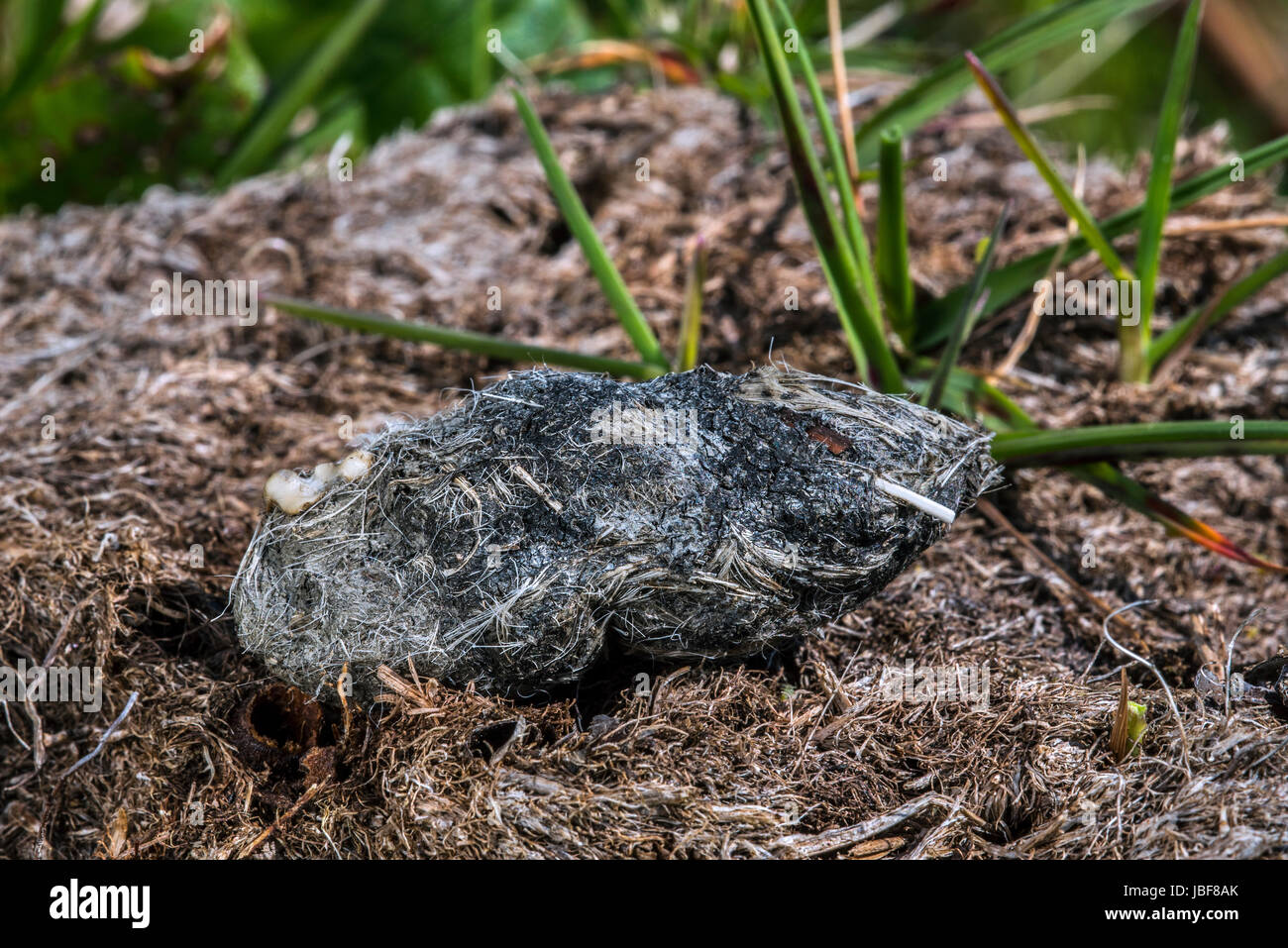 Le hibou des marais (Asio flammeus) pellet régurgitée contenant les restes d'oiseaux et de souris Banque D'Images