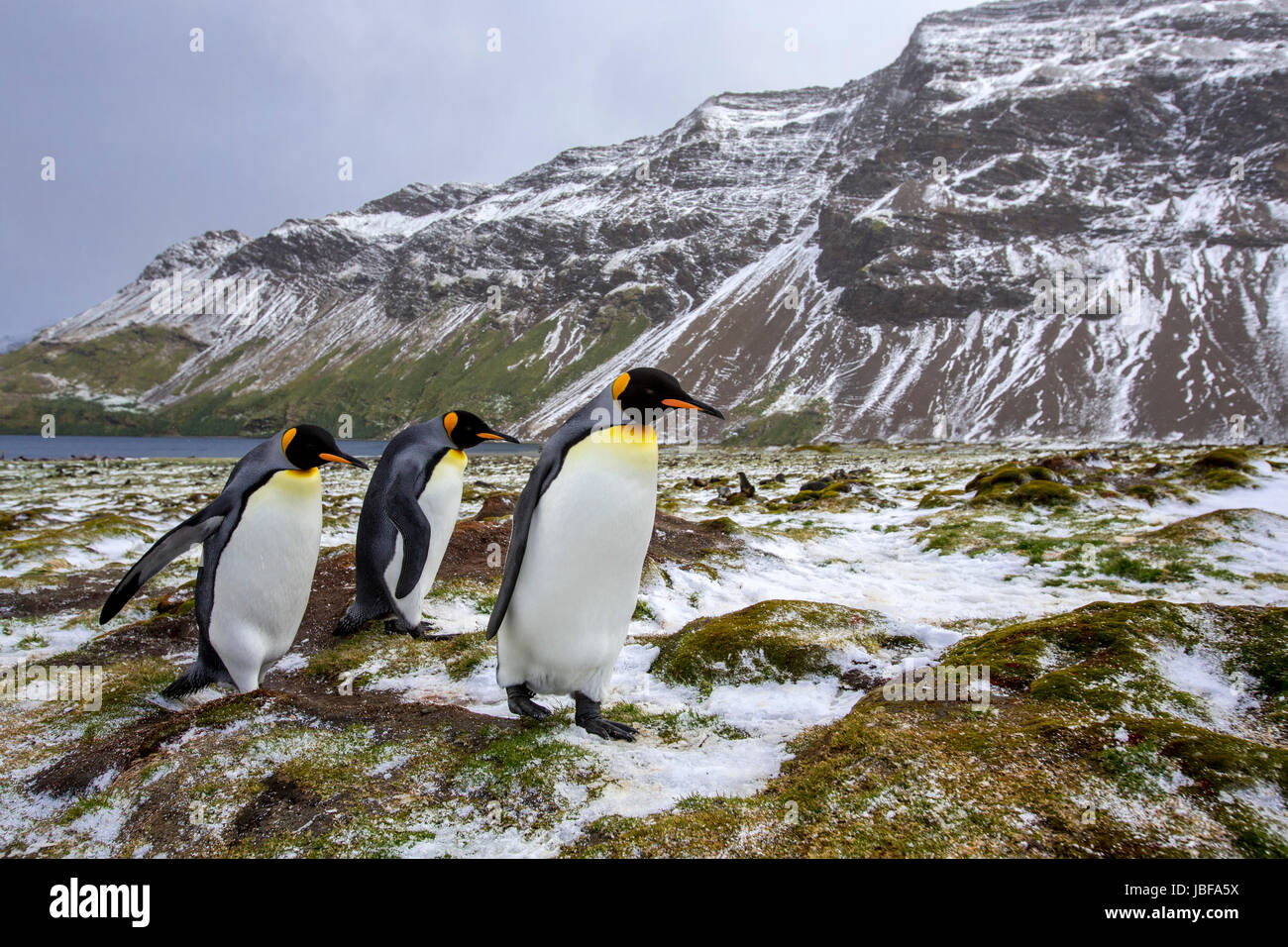 Manchots royaux sur l'île de Géorgie du Sud Banque D'Images