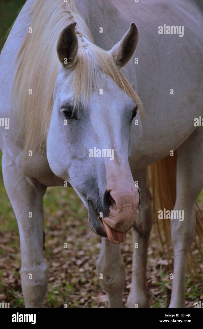 White arabian mare Banque D'Images