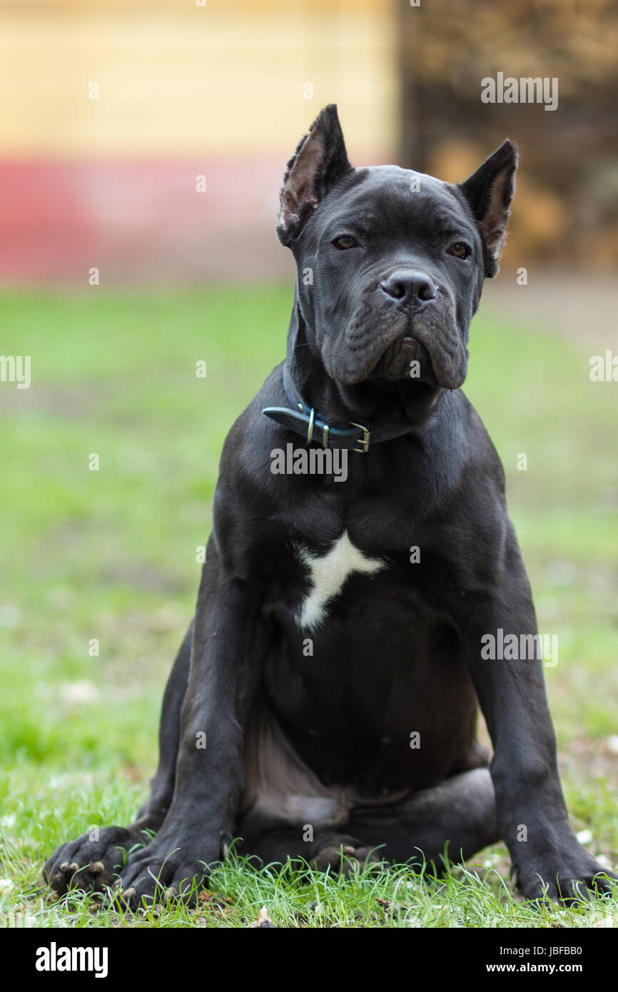 Young cane corso Banque de photographies et d'images à haute résolution -  Page 7 - Alamy