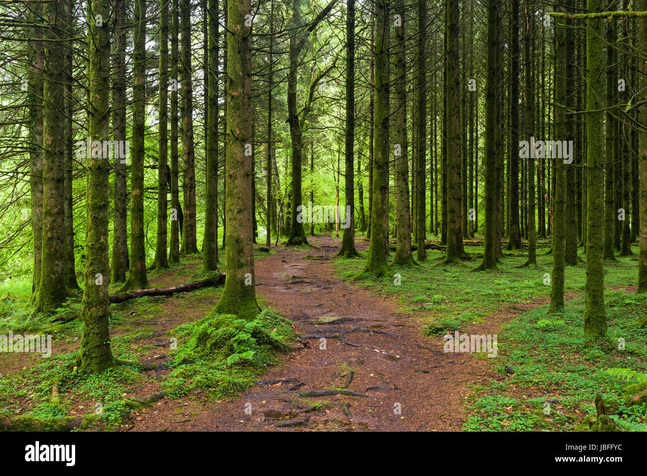 Un sentier à travers bois de conifères dans Exmoor National Park près de Dulverton, Somerset, Angleterre. Banque D'Images