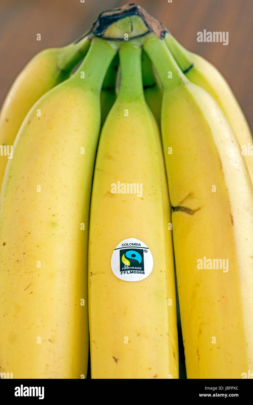 Bande de bananes du commerce équitable Fairtrade ou avec le logo de la Colombie Banque D'Images