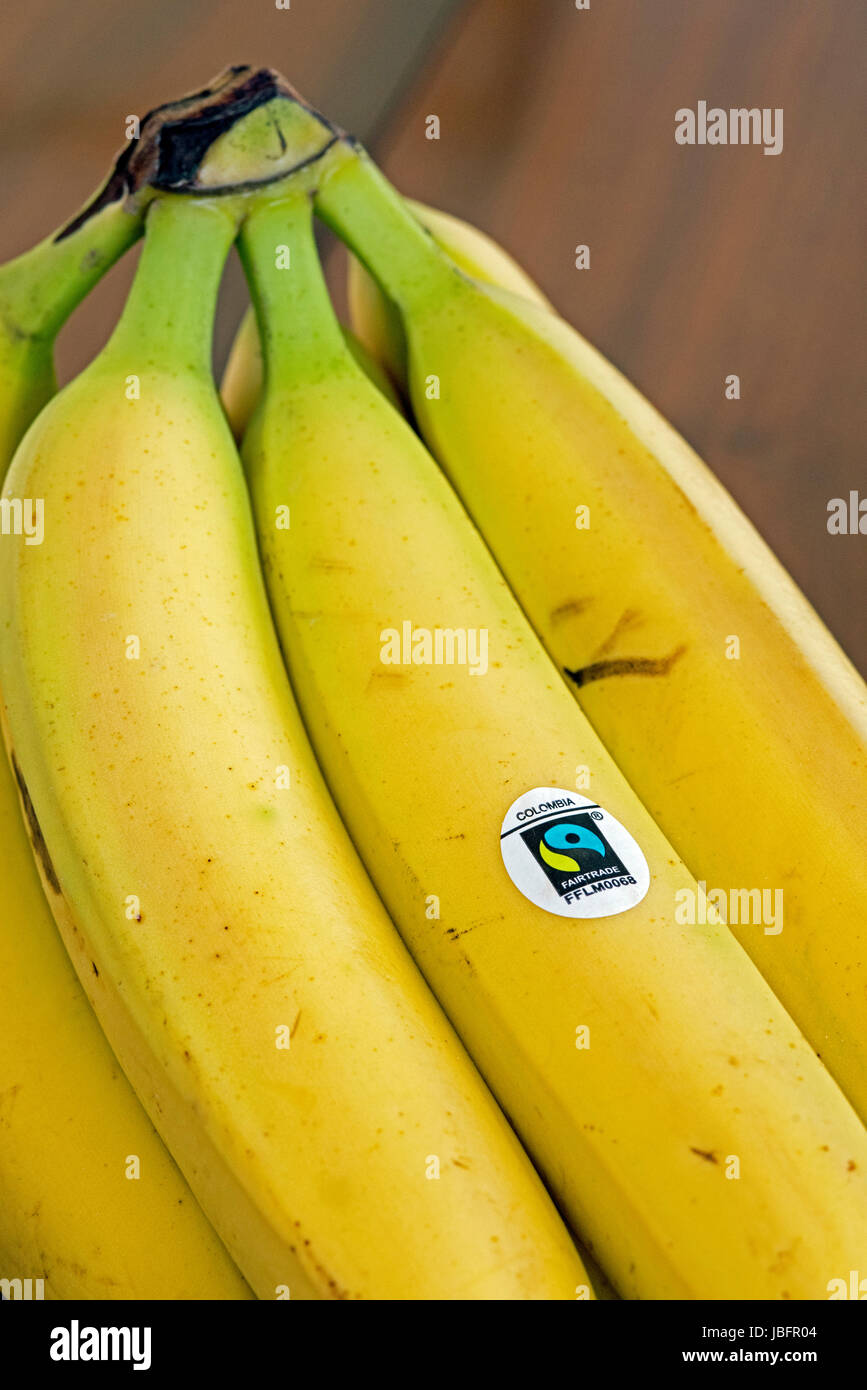 Bande de bananes du commerce équitable Fairtrade ou avec le logo de la Colombie Banque D'Images