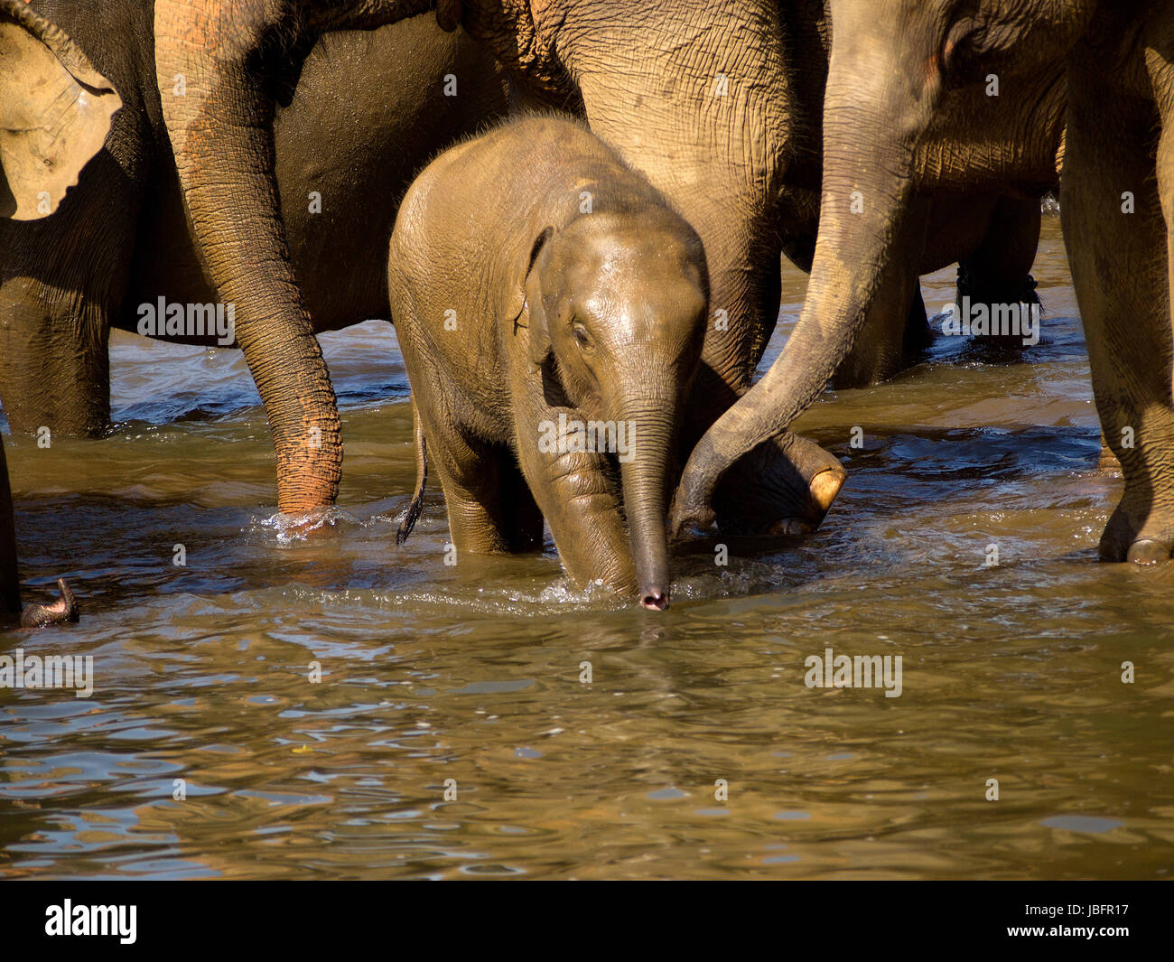 Baignade à l'orphelinat des éléphants au Sri Lanka Banque D'Images