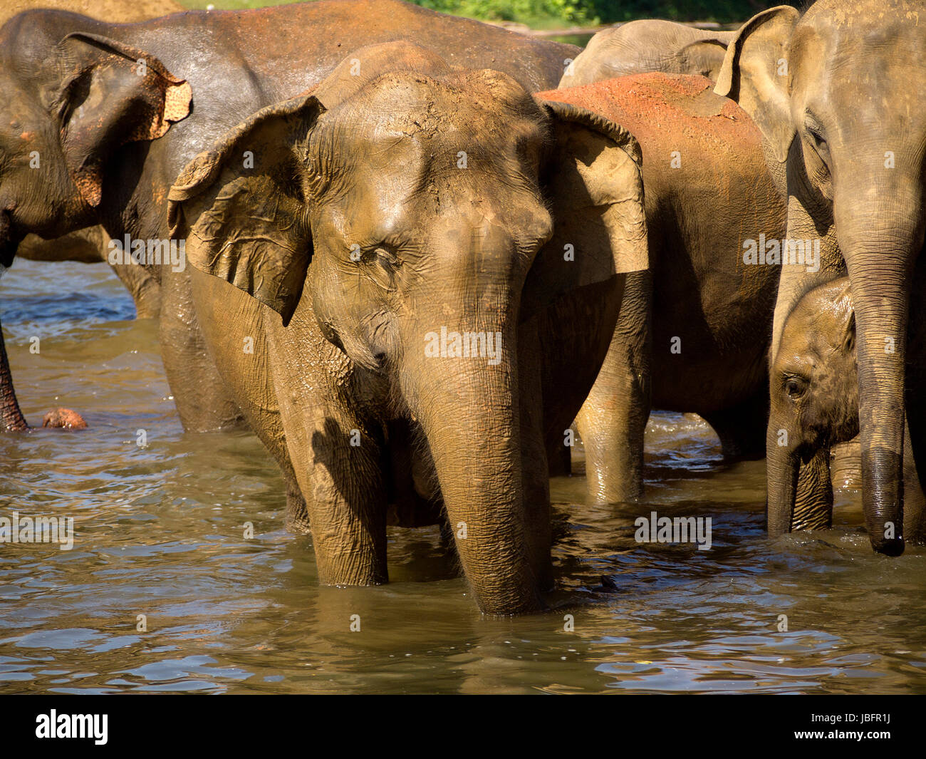 Baignade à l'orphelinat des éléphants au Sri Lanka Banque D'Images