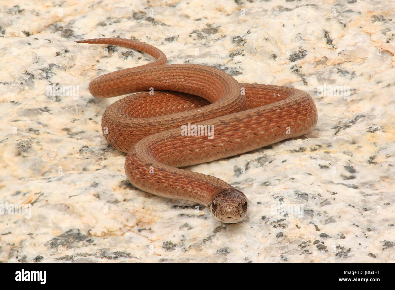 Le nord du serpent brun (Storeria dekayi) sur un bloc de granit Banque D'Images