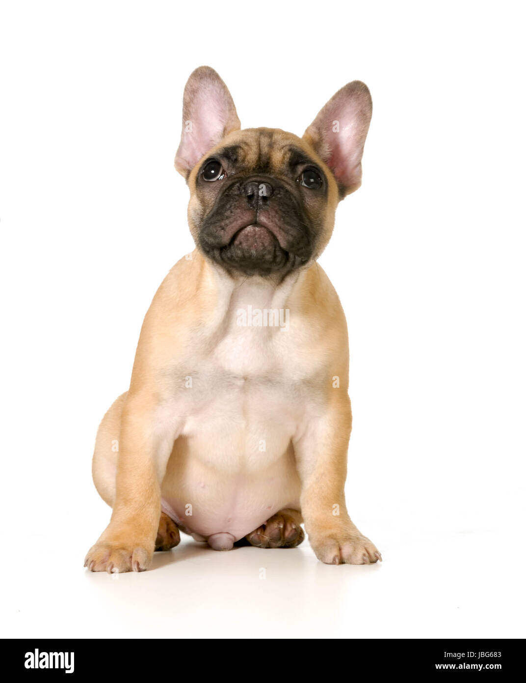Mignon Chiot Bouledogue Francais Assis Jusqu A Isole Sur Fond Blanc Fauve Masque Noir Photo Stock Alamy