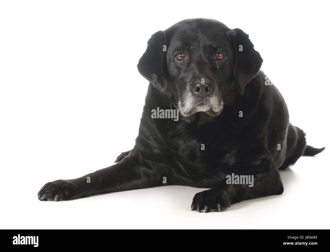 Chien senior - labrador noir fixant à la visionneuse à isolé sur fond blanc Banque D'Images