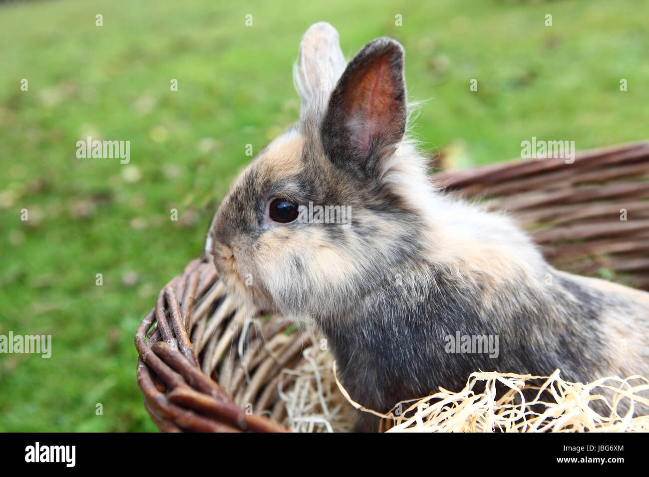 Jeune Lion head bunny dans un panier Banque D'Images