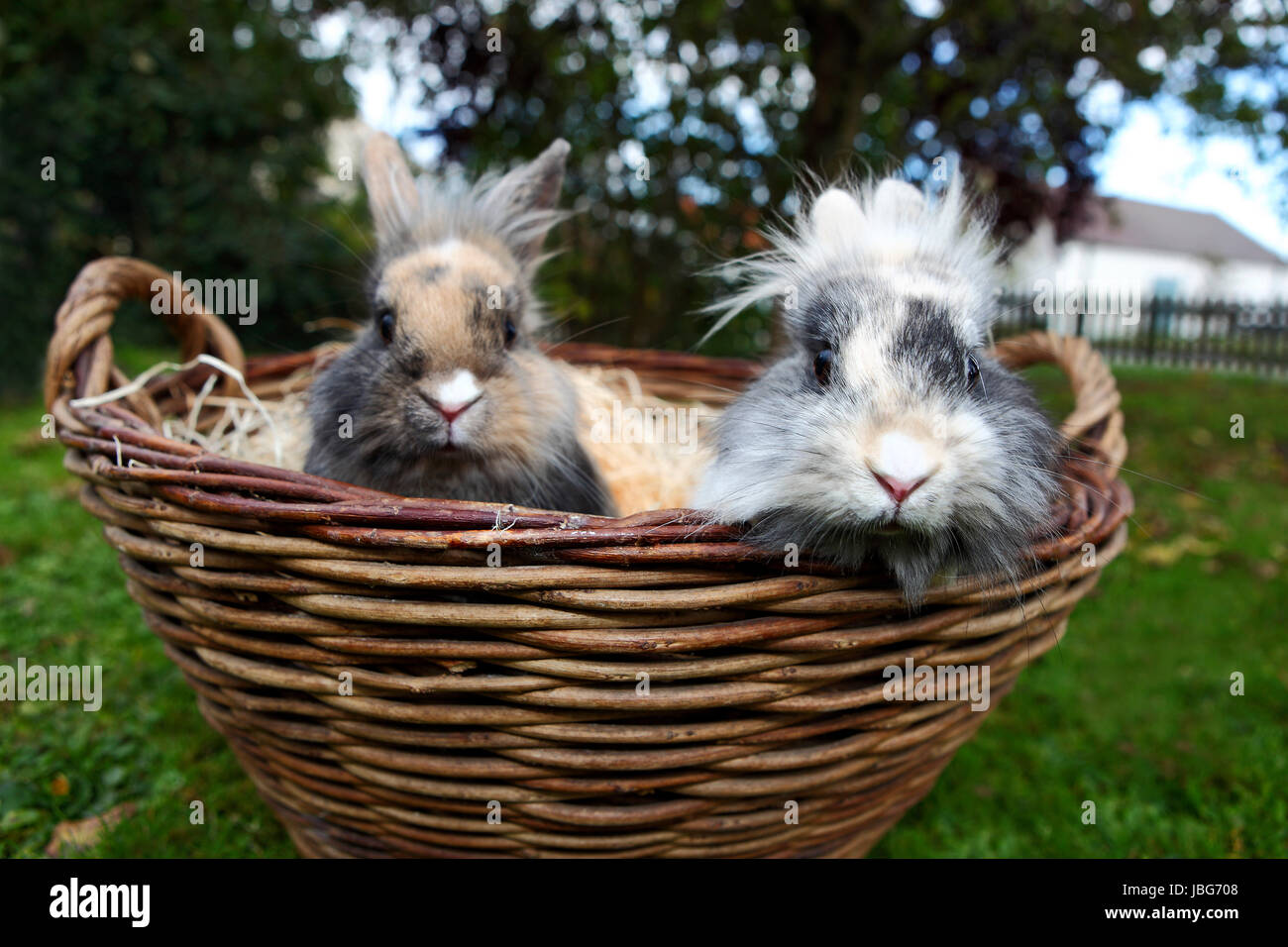 Les Jeunes lapins tête de lion dans un panier Banque D'Images