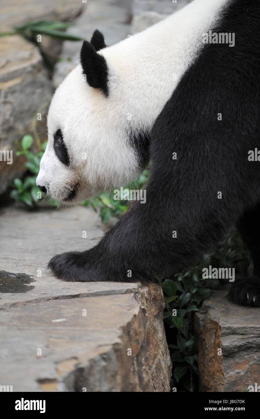 Un gros plan d'un panda géant Banque D'Images