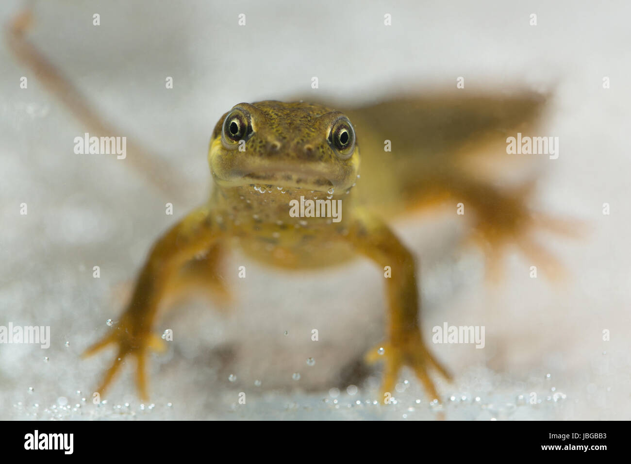 Lisse ou NEWT COMMUN. Lissotriton vulgaris. Femelle adulte de reproduction aquatiques en couleur. Note avec intérêt les yeux face à l'activation de la vision binoculaire stéréoscopique. Banque D'Images