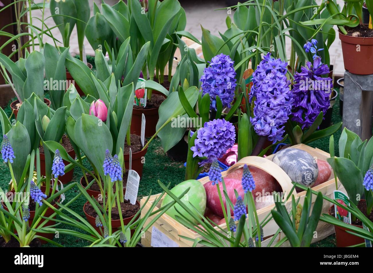 Llila les jacinthes au printemps au marché hebdomadaire Banque D'Images