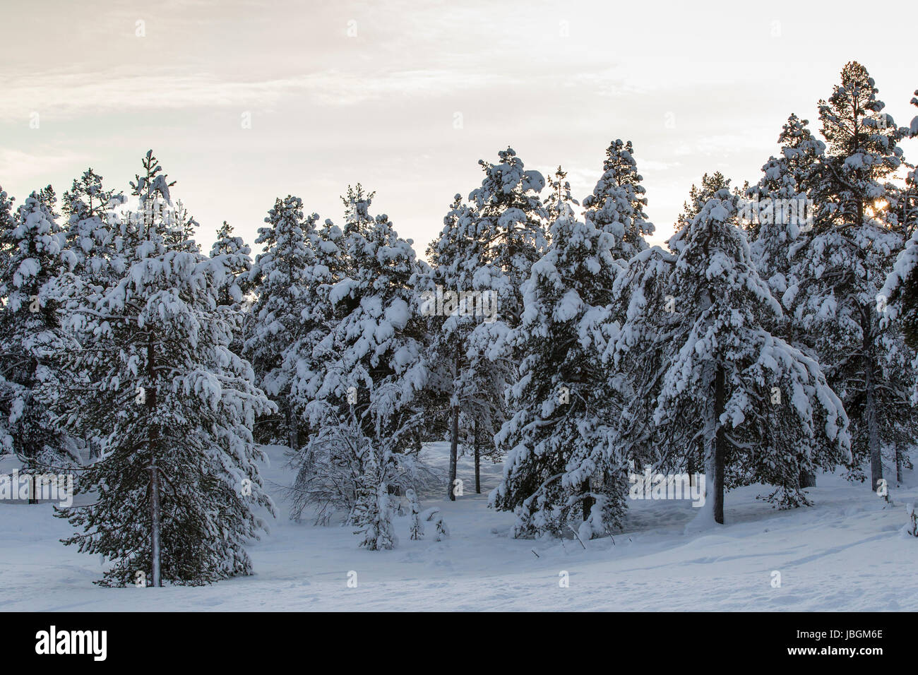 Verschneite Bäume en Finlande, Nähe Utsjoki Banque D'Images