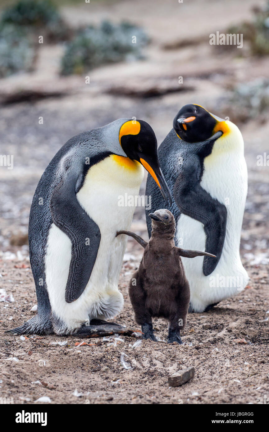 La famille King penguin Sur Iles Falkland Banque D'Images