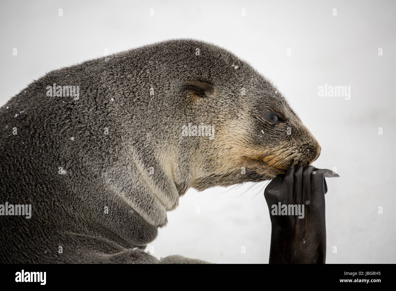 "Le Penseur" fur seal à Grytviken, Géorgie du Sud Banque D'Images