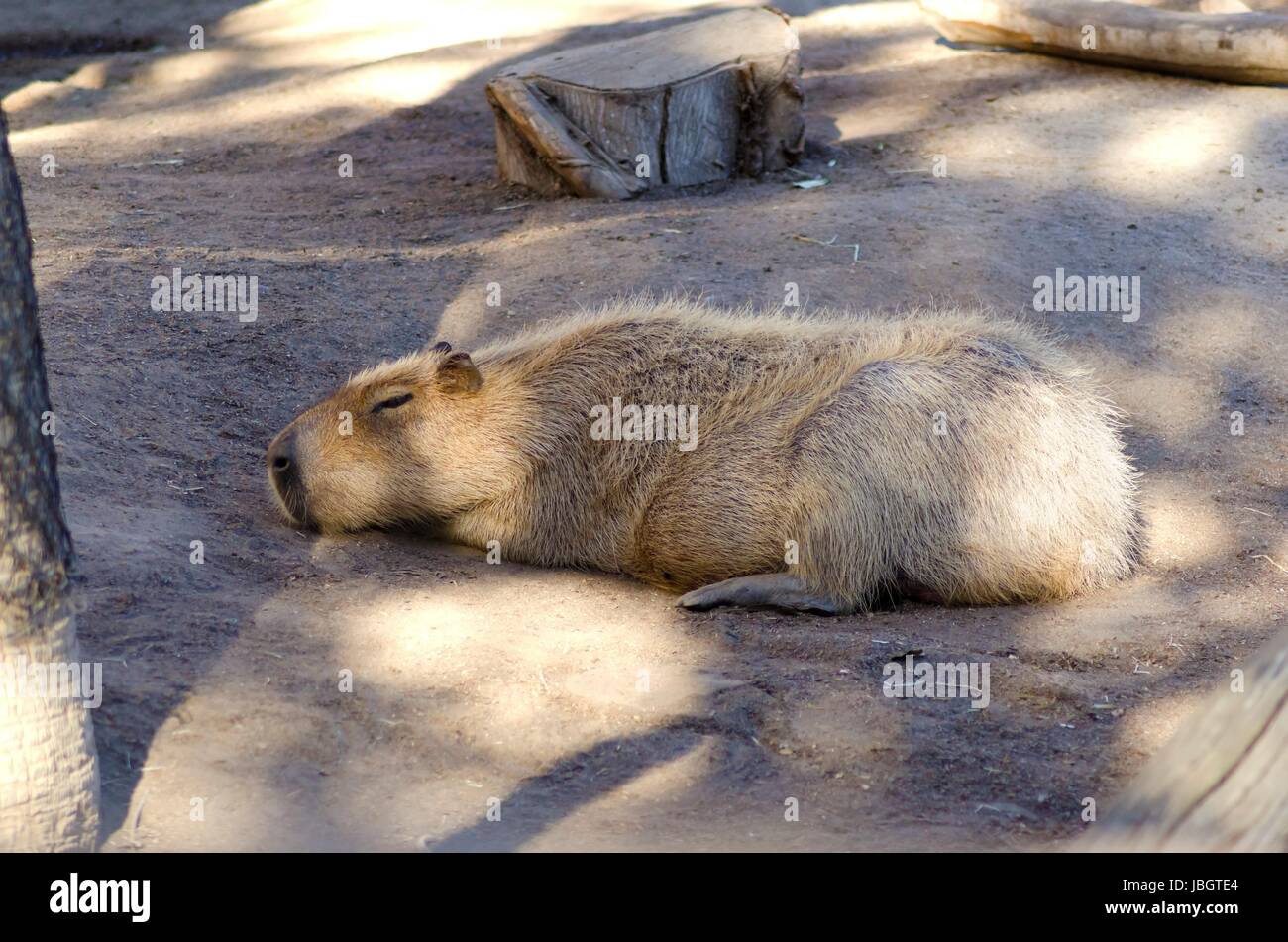 Un mignon adorable capybara dormir. Le Zum hydrochaeris est le plus grand rongeur du monde avec un canon lourd et un corps en forme de fourrure brun rougeâtre. Banque D'Images