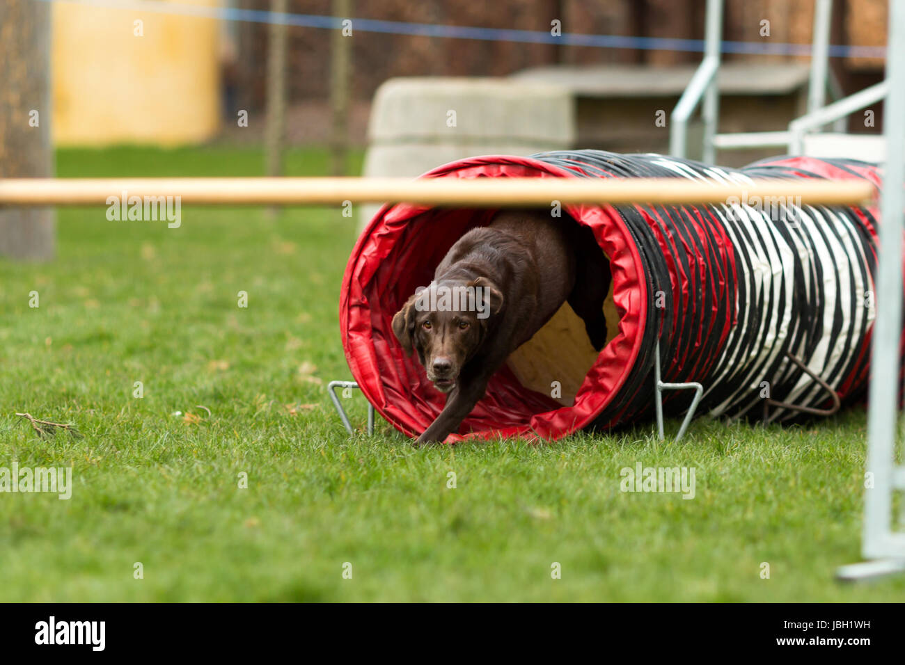 Labrador pure race brune en tunnel au cours de l'agilité du chien. Banque D'Images