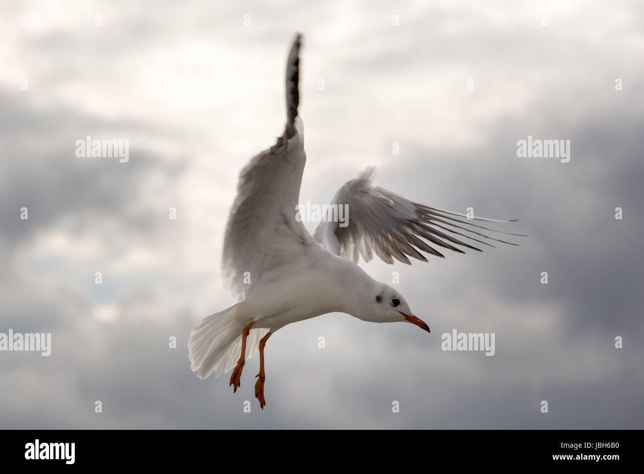 Close-up d'une mouette en jetée de Sopot, Gdansk avec la mer Baltique dans l'arrière-plan, la Pologne en 2013. Banque D'Images