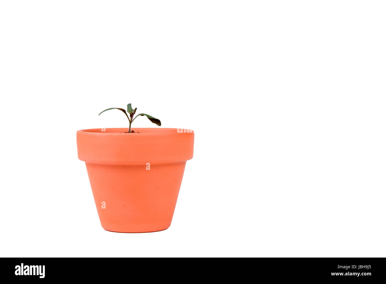 Une petite tomate dans un semis Semoir en terre cuite Banque D'Images