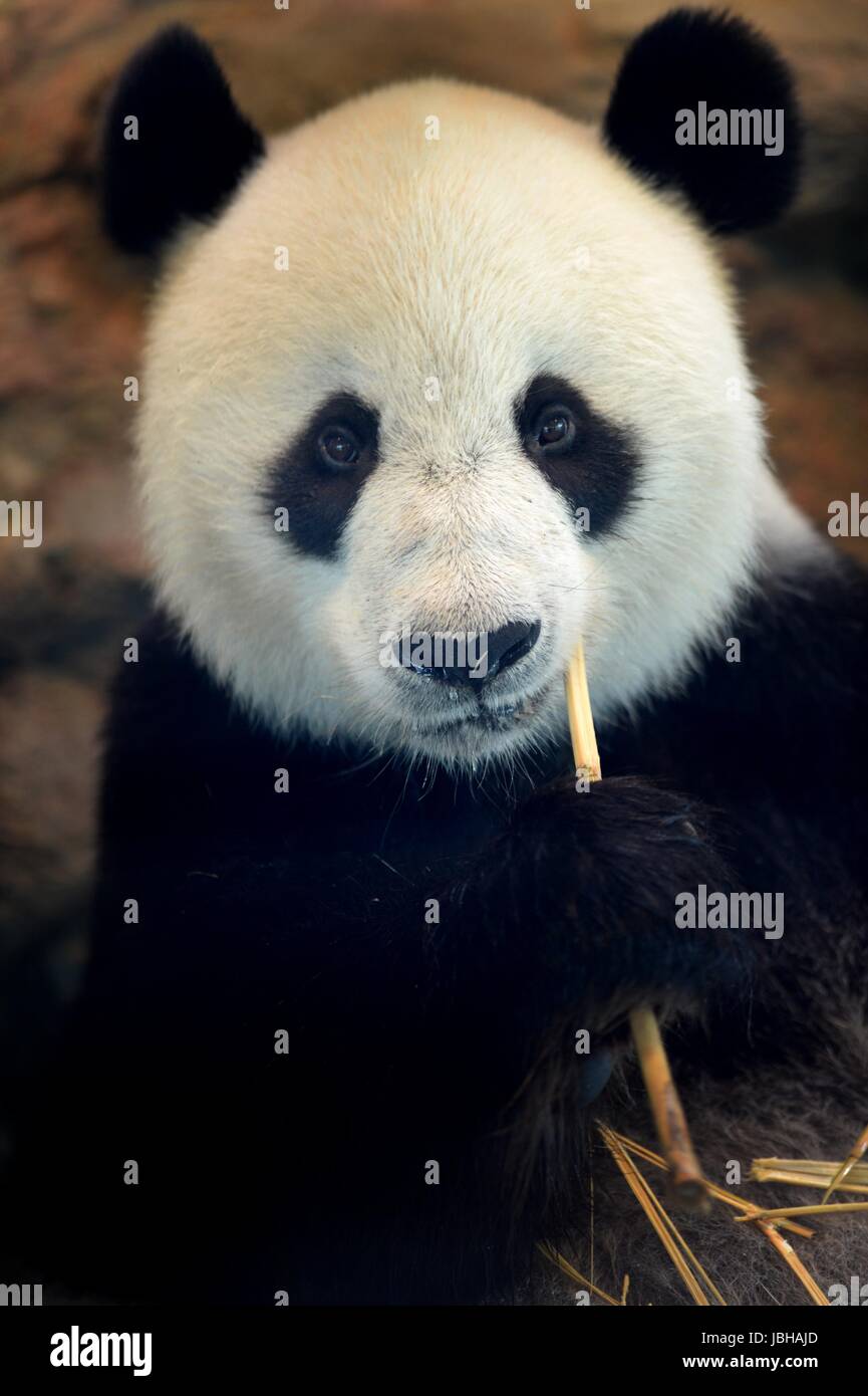 Un gros plan d'un panda géant Banque D'Images