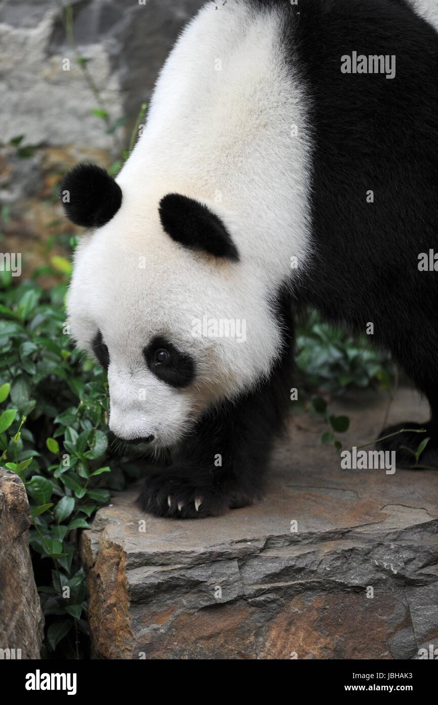 Un gros plan d'un panda géant Banque D'Images