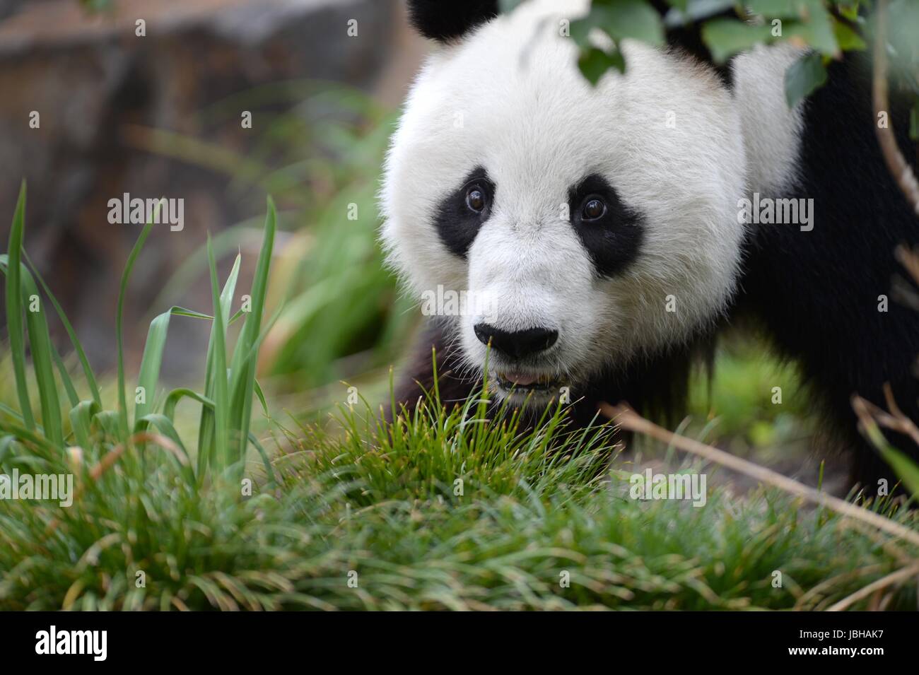 Un gros plan d'un panda géant Banque D'Images