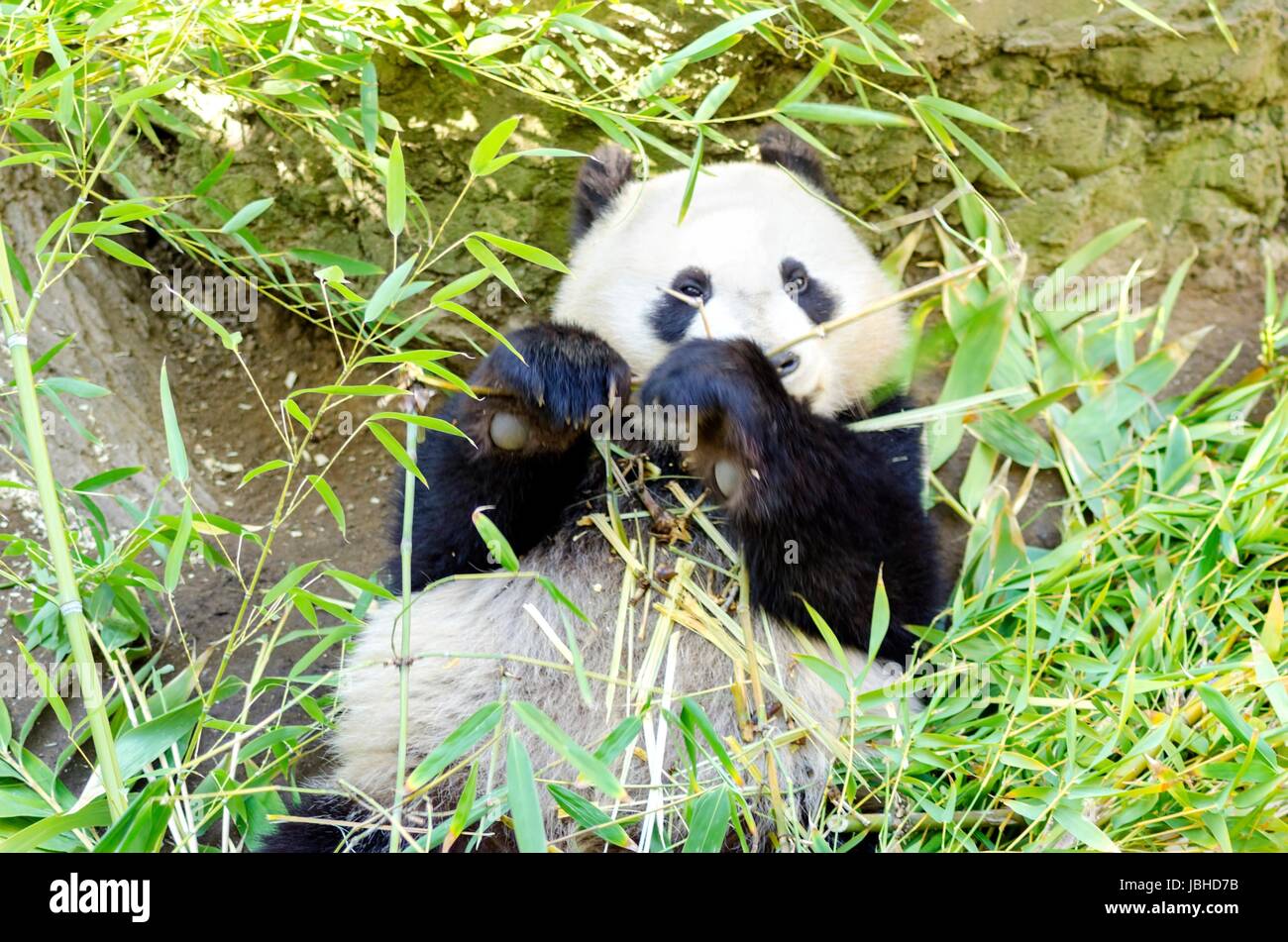 Un mignon adorable bébé Panda géant paresseux manger le bambou. L'Ailuropoda melanoleuca se distingue par la grande parcelles noires autour de ses yeux, sur les oreilles, et à travers son corps rond. Banque D'Images