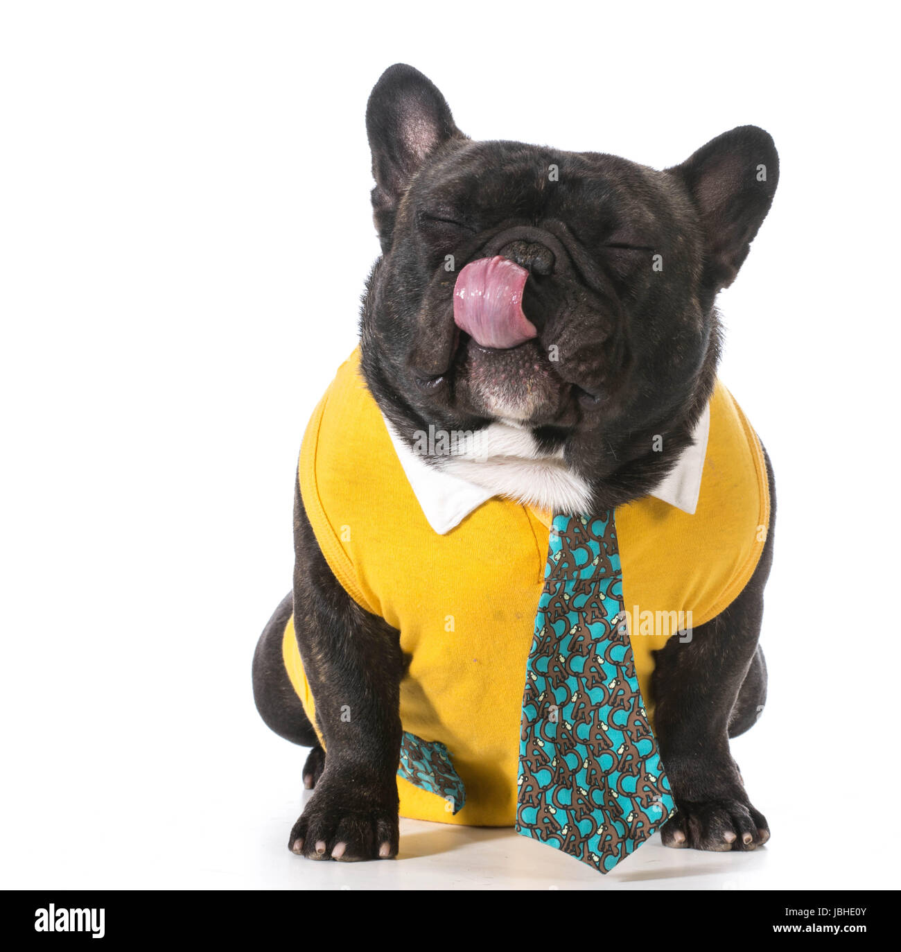 Bouledogue français portant chemise et cravate avec expression idiote Photo  Stock - Alamy