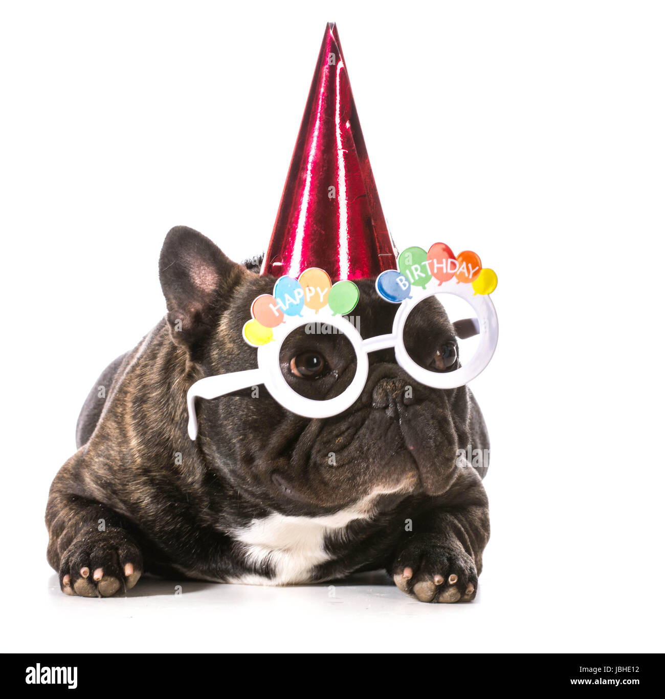 Bouledogue Francais Portant Des Lunettes Et Chapeau D Anniversaire Sur Fond Blanc Photo Stock Alamy Bouledogue Francais Portant Des Lunettes Et Chapeau D Anniversaire Sur Fond Blanc Photo Stock Alamy