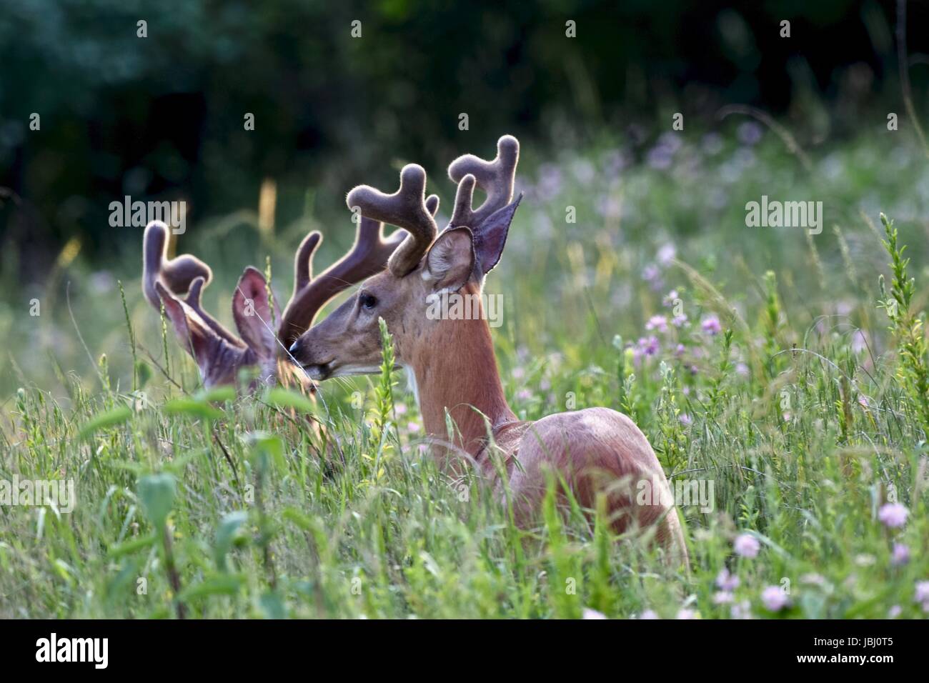 Beau buck le cerf de Virginie (Odocoileus virginianus) avec ses bois de velours dans un champ d'herbes hautes Banque D'Images