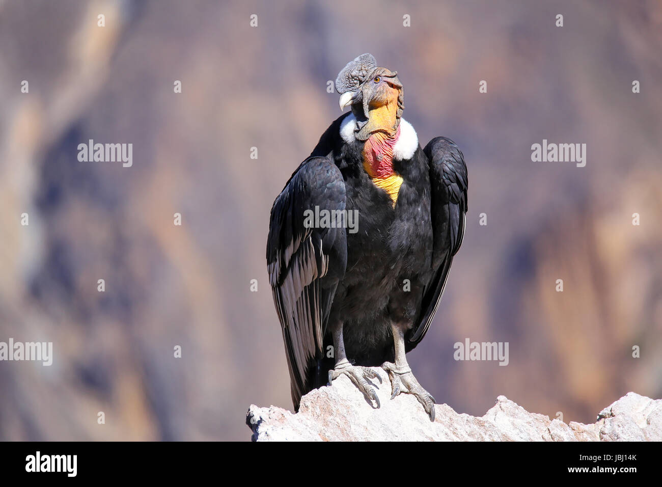 Condor des Andes (Vultur gryphus) assis au Mirador Cruz del Condor dans le Canyon de Colca
