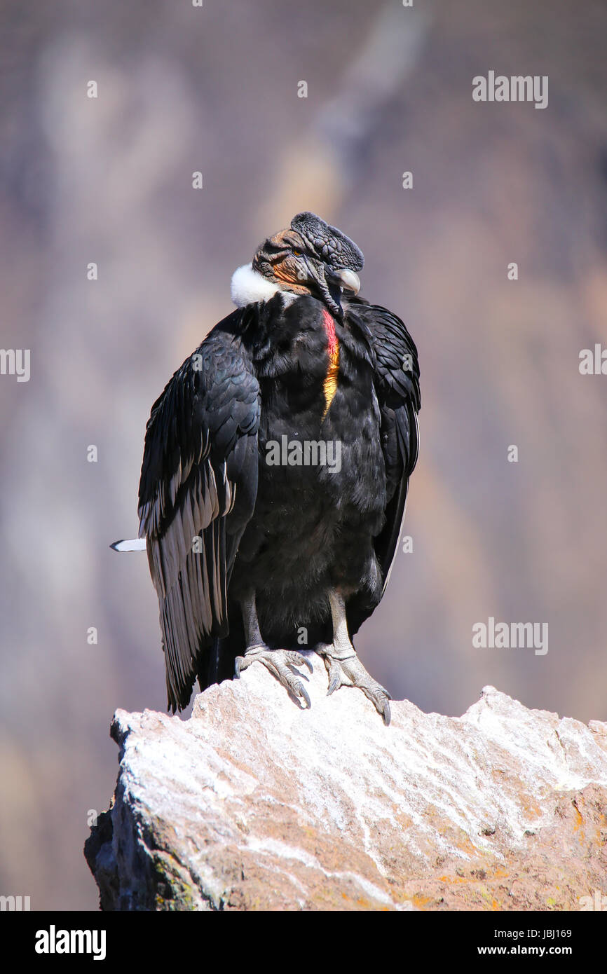 Condor des Andes (Vultur gryphus) assis au Mirador Cruz del Condor dans le Canyon de Colca