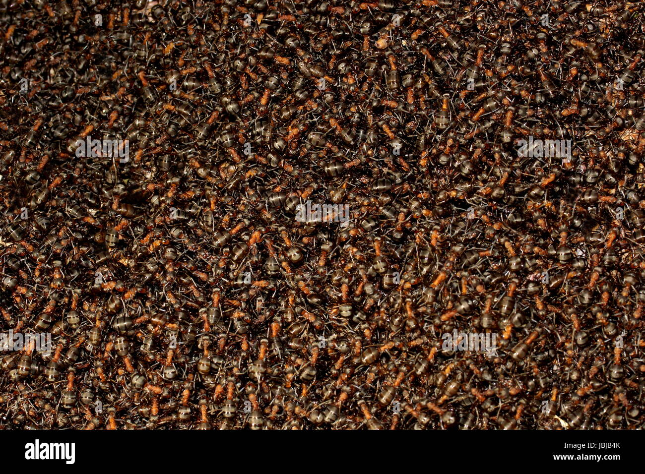 Arrière-plan d'une colonie de fourmis rouges. Formica rufa Banque D'Images