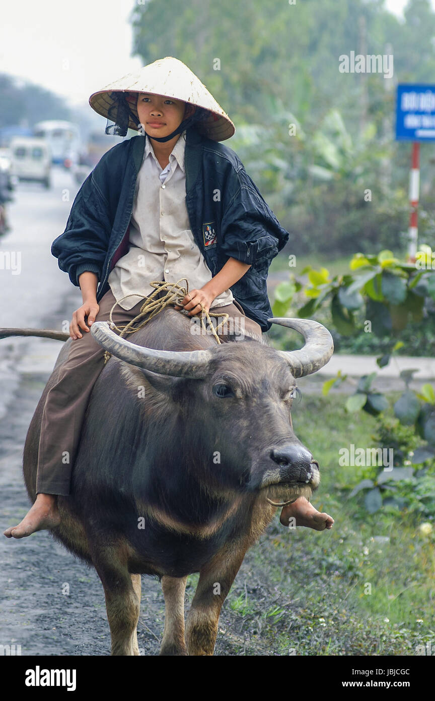 Junge mit typischem Vietnamesischer auf einem Wasserbüffel reitet Reishut Banque D'Images