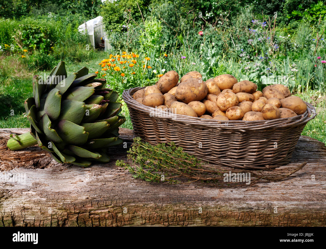 Cueillette frais, légumes du jardin : artichaut, pommes : thym plante aromatique ant (Suzanne's potager, Le Pas, Mayenne, France).articho Banque D'Images